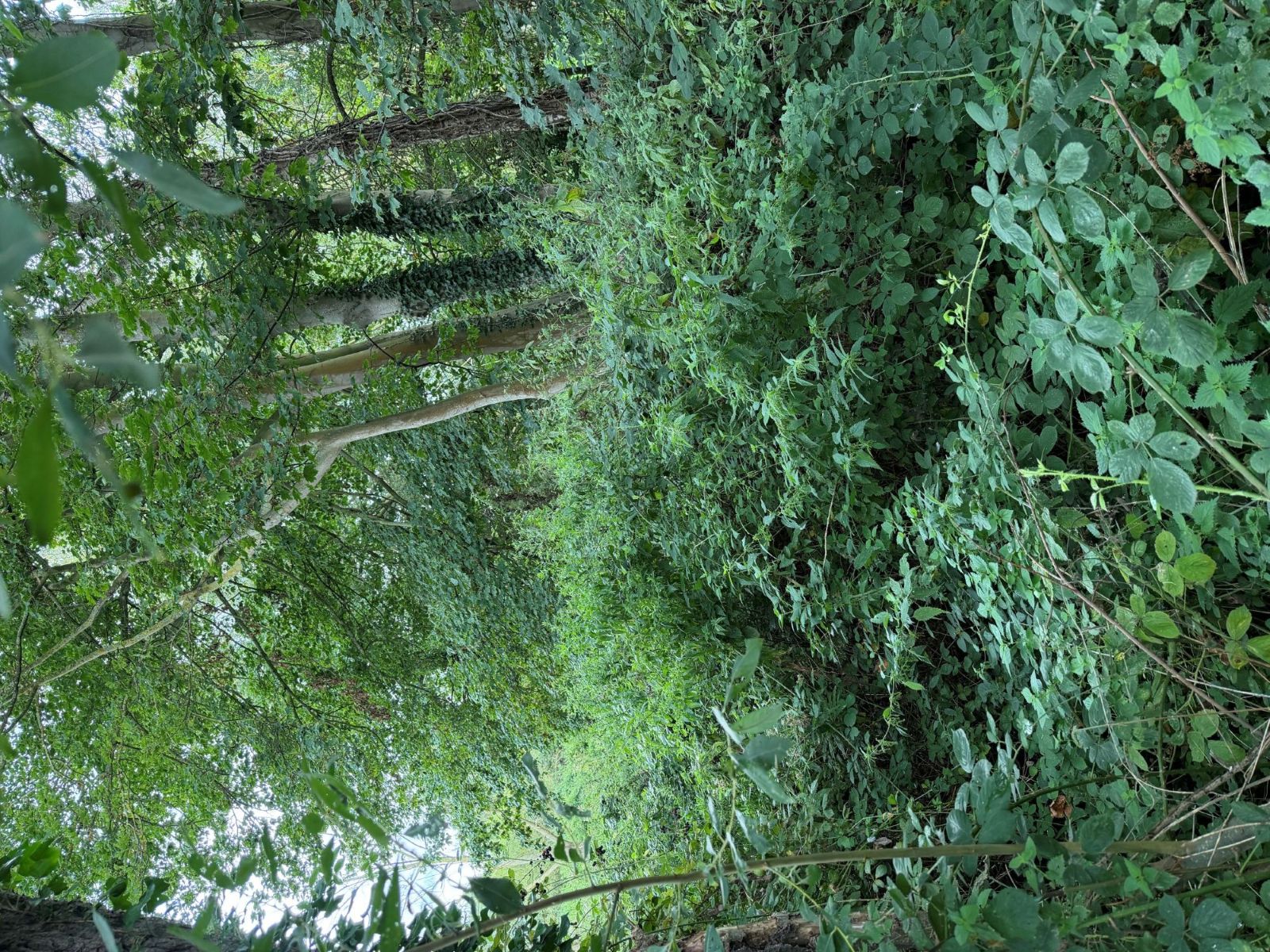 Thick, tangled green undergrowth beneath tall trees, some with ivy-covered trunks.