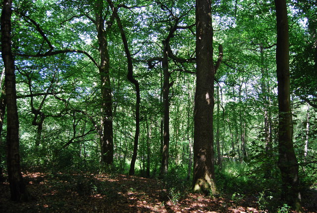 Gillham's Wood, near Linchmere, West Sussex — ancient oak woodland of the type in which the Cobb family lived and worked