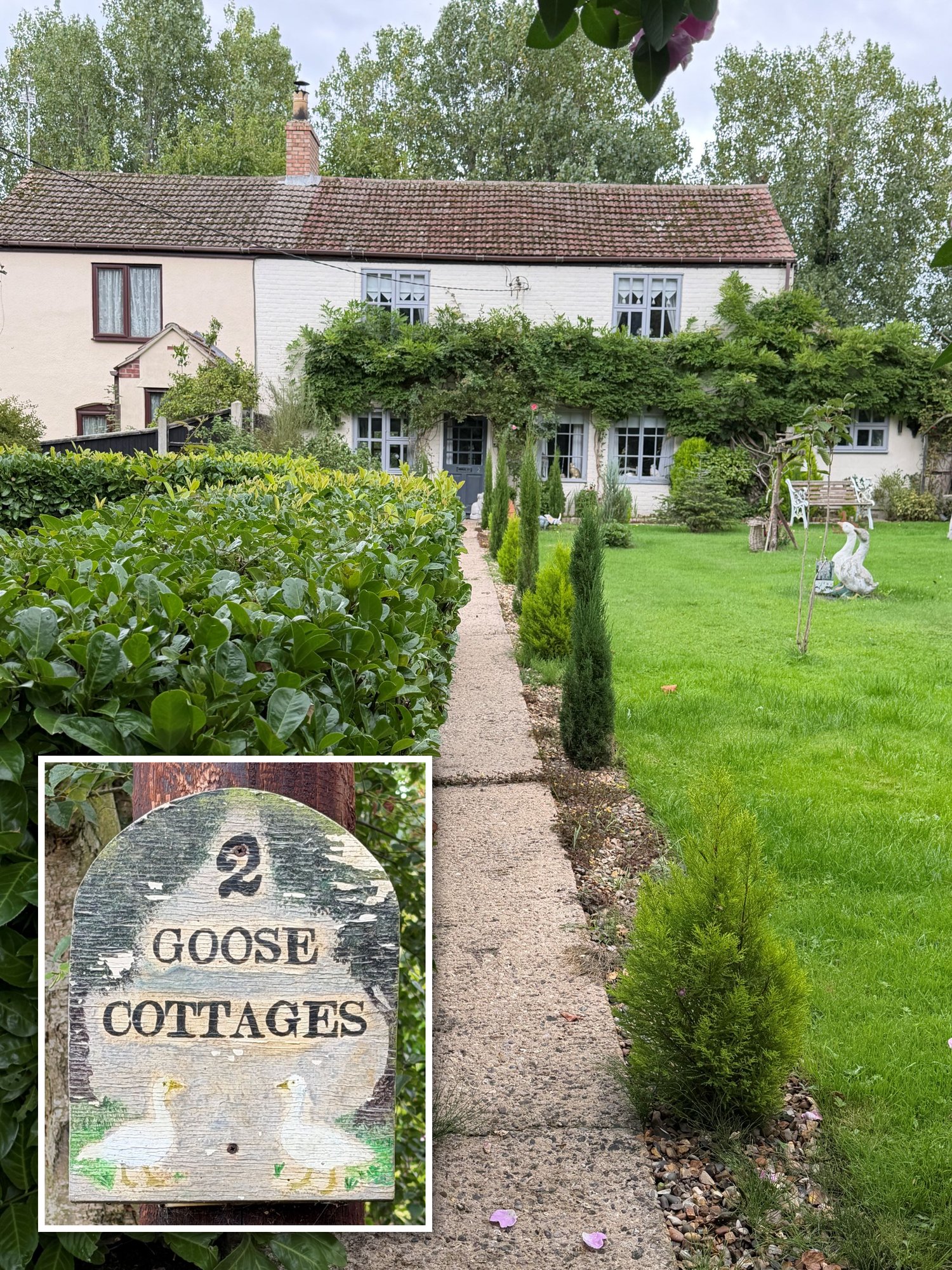 A cottage with a tiled roof and climbing plants across its front, seen beyond a lawn and a paved path beside a hedge. An inset shows a painted wooden sign reading 2 Goose Cottages, with two geese.