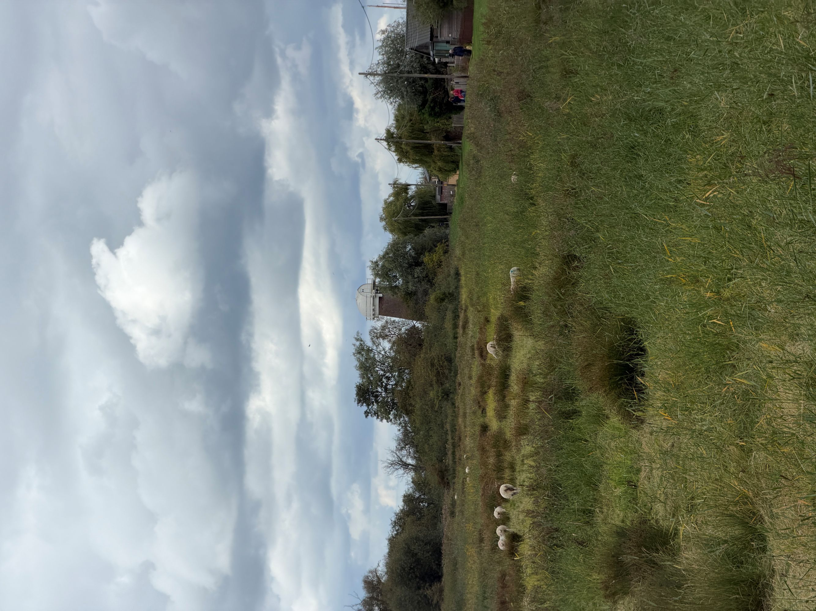A windpump without its sails stands among trees beyond a tussocky, grassy marsh field where sheep graze under a cloudy sky.
