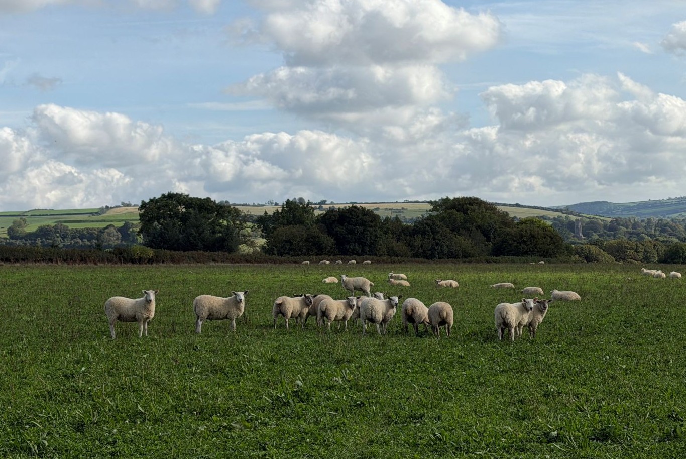 A flock of white sheep grazing on a green field, with hedgerows, trees and rolling hills behind, under a blue sky with large white clouds.