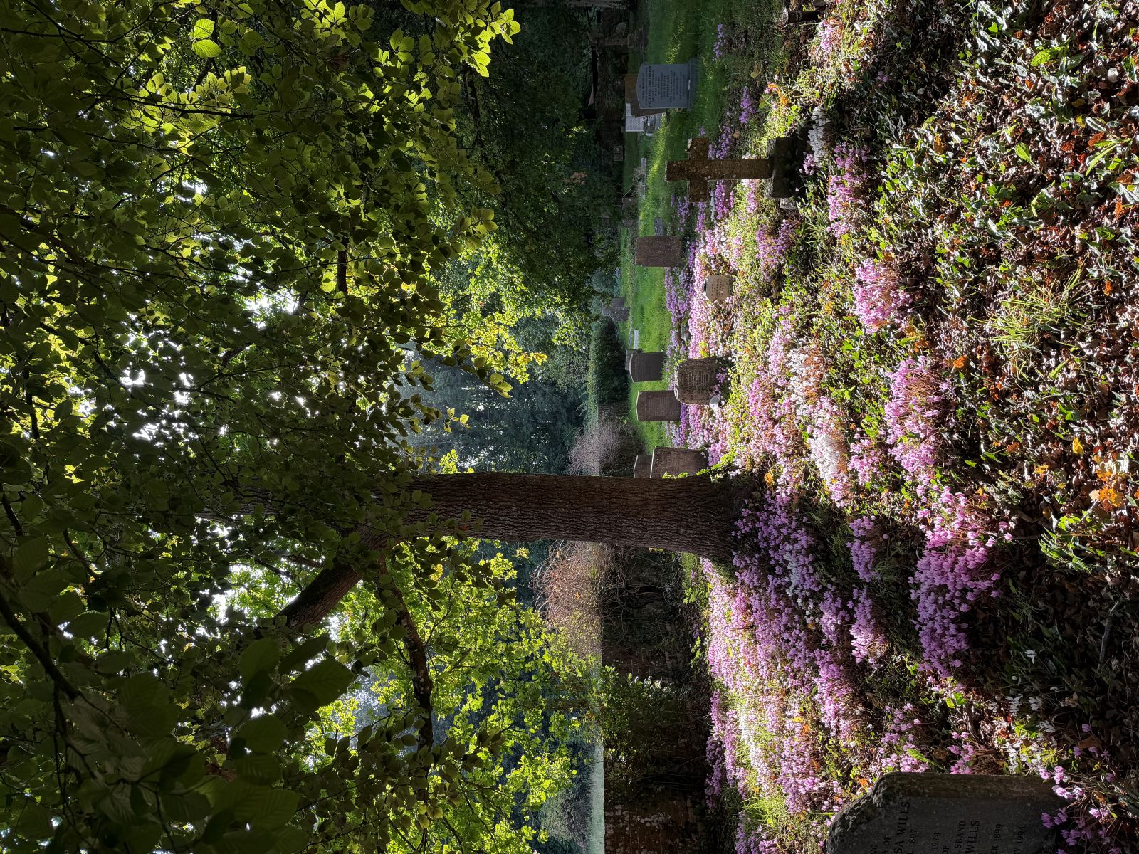 A churchyard in dappled light under a large tree, the ground carpeted with small pink cyclamen flowers, with scattered headstones and a stone cross, a low brick wall and hedges beyond.