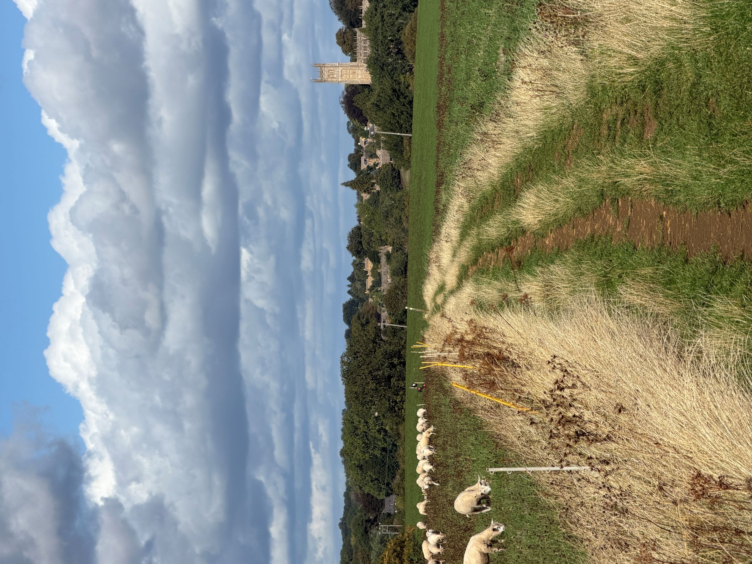 A narrow dirt path runs between tall dry grasses and green fields where sheep graze, towards a distant stone church tower among trees under a large cloudy sky.