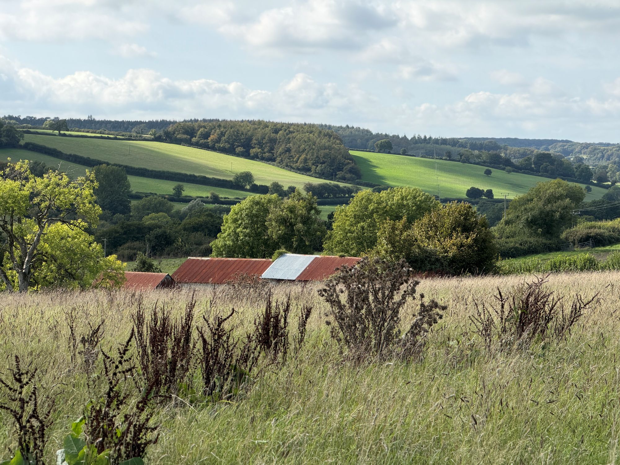 Rusty corrugated iron roofs of low farm buildings half hidden in long grass and dried seed heads, with trees, hedged green fields and wooded hills rolling away under a cloudy sky.